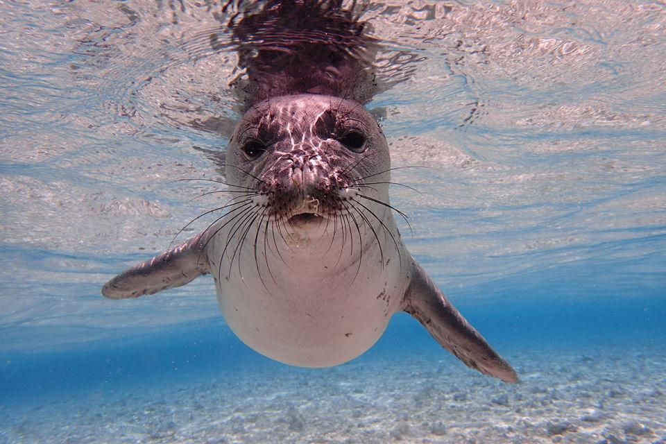 Hawaiian Monk Seal