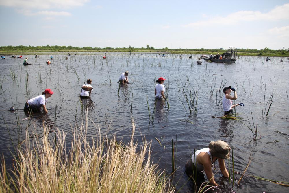 Several volunteers standing in high water surrounded by tall marsh grass at Bayou Sauvage National Wildlife Refuge, Louisiana