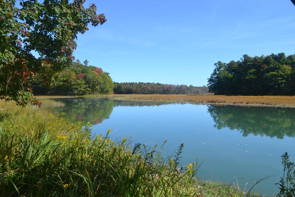 view of river and tall grass surrounded by trees