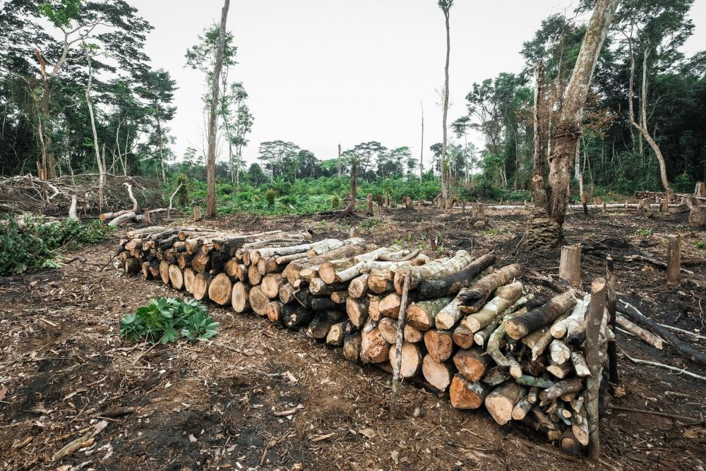 Partly logged tropical forest with stacks of logs arranged in the fore- to mid-ground