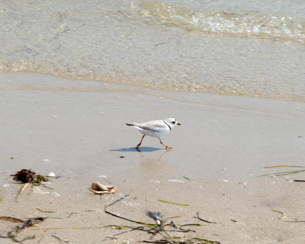 Piping plover at Monomoy National Wildlife Refuge, Massachusetts Piping plover at Monomoy National Wildlife Refuge, Massachusetts