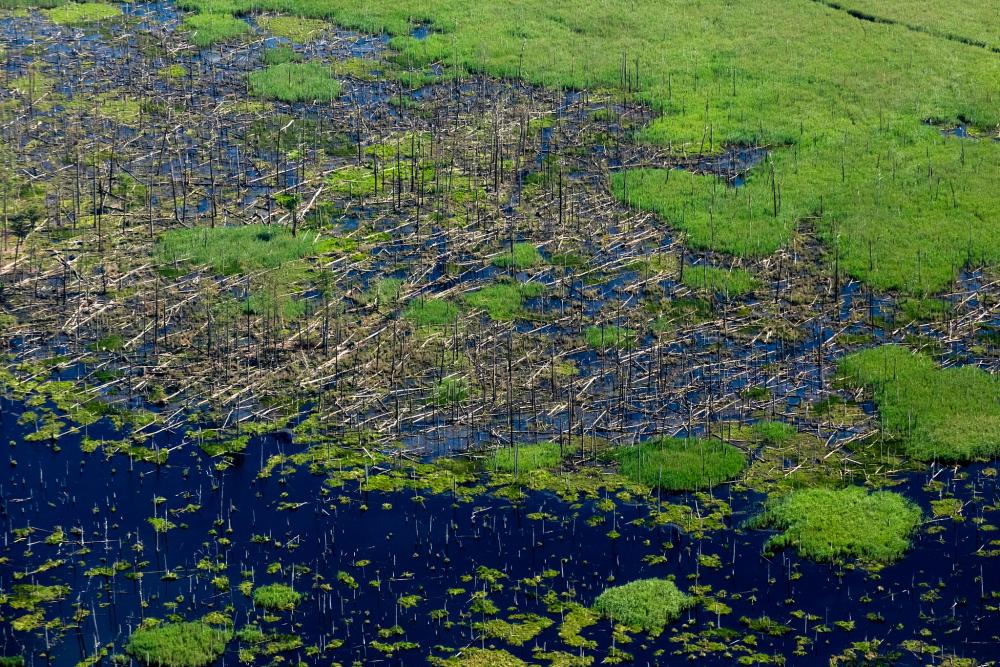 Dead trees in a salt marsh at Blackwater National Wildlife Refuge, Maryland