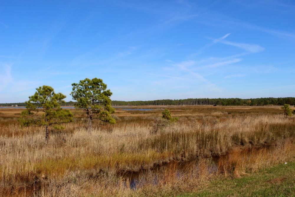 Brown marsh grassland with several small trees visible in mid ground under cloud-streaked blue sky