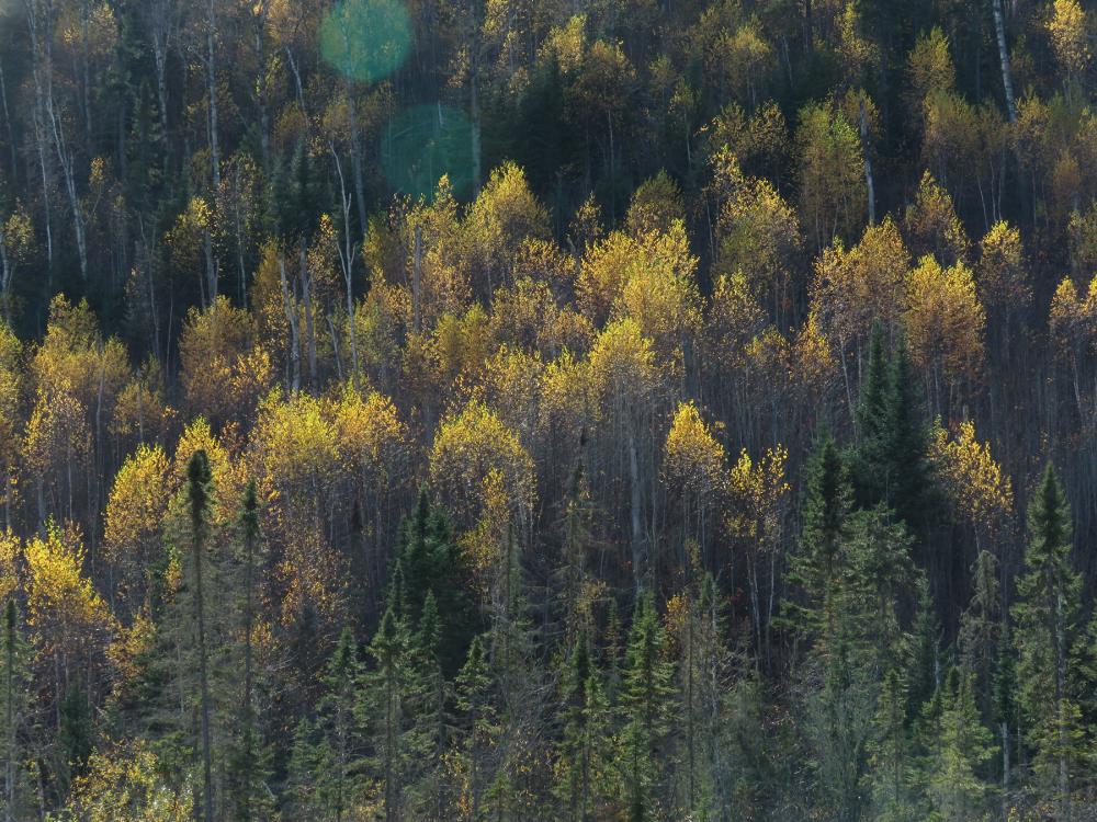 Hillside of treetops with some yellow foliage sprinkled throughout