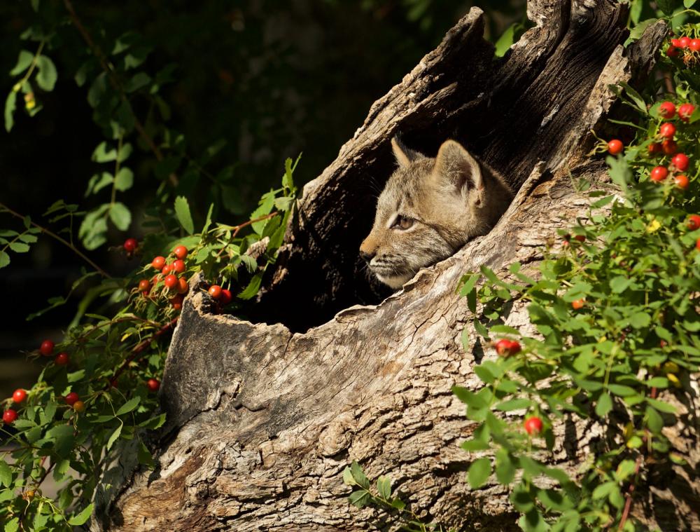 Young lynx peeks out from a hollow in a log with green plants in foreground and background