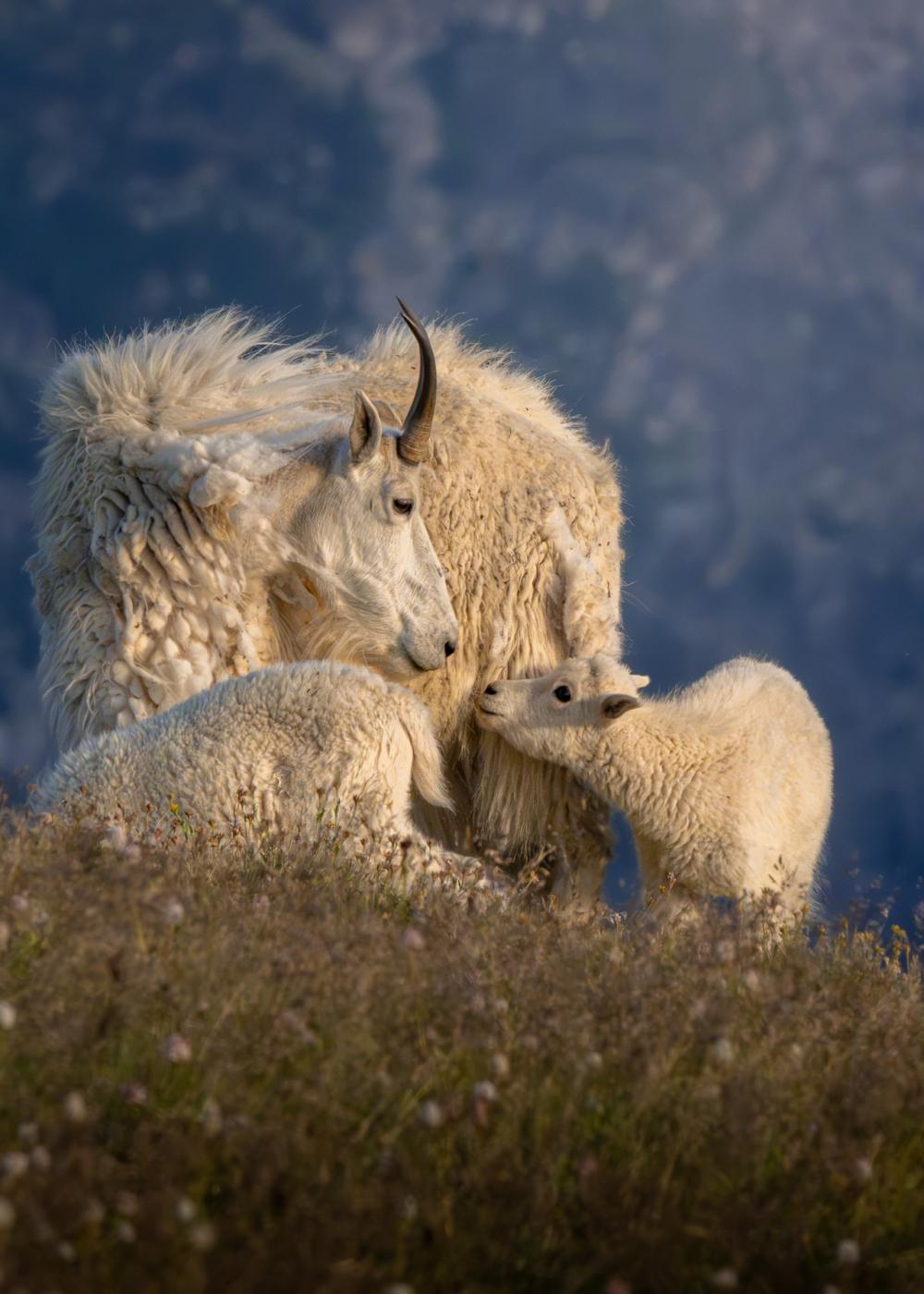 Mountain goats with young
