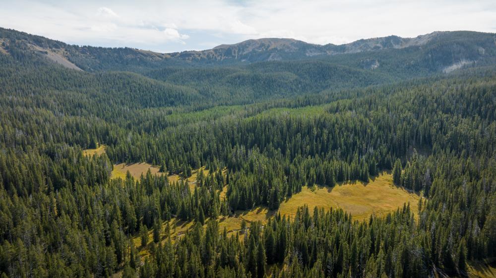 Aerial view of valley filled with evergreen trees, with forest-draped mountains visible in the background