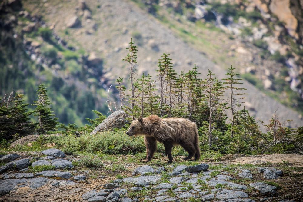 A solo bear looks on in Glacier National Park, MT