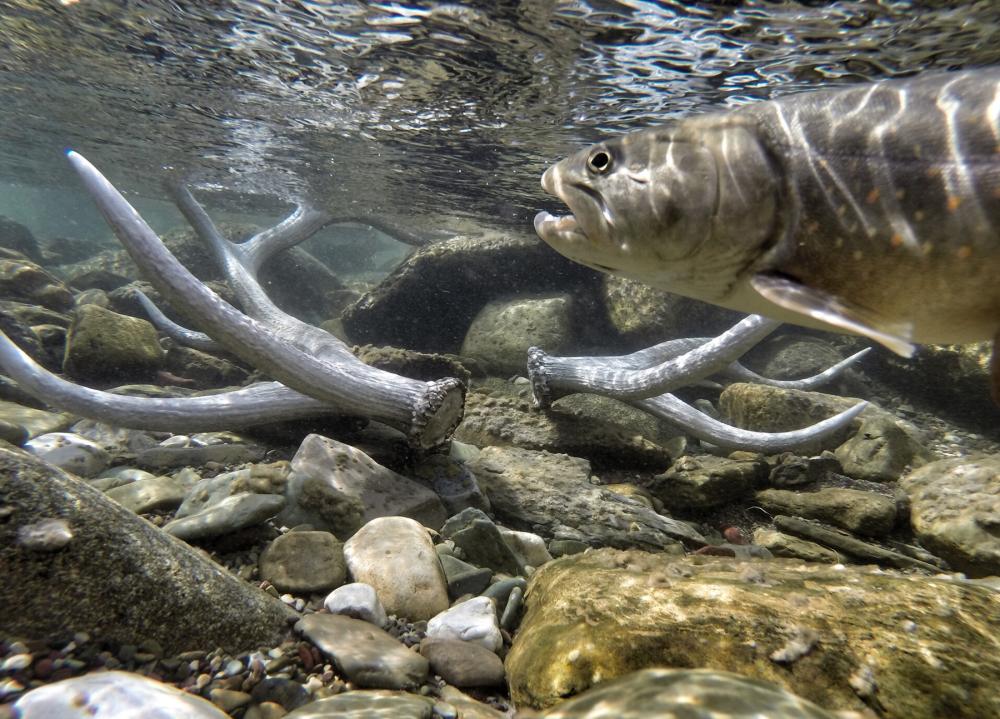 Underwater scene with fish in immediate foreground and rocks and antlers in the mid ground and background