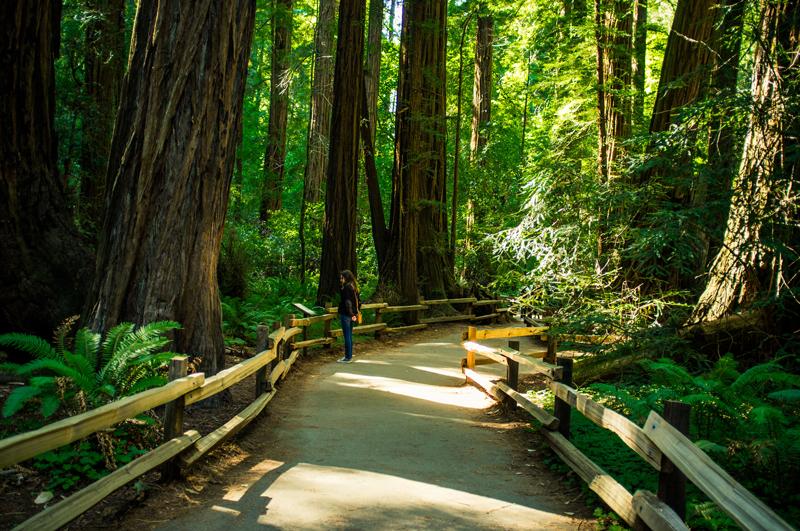 Muir Woods National Monument (California).