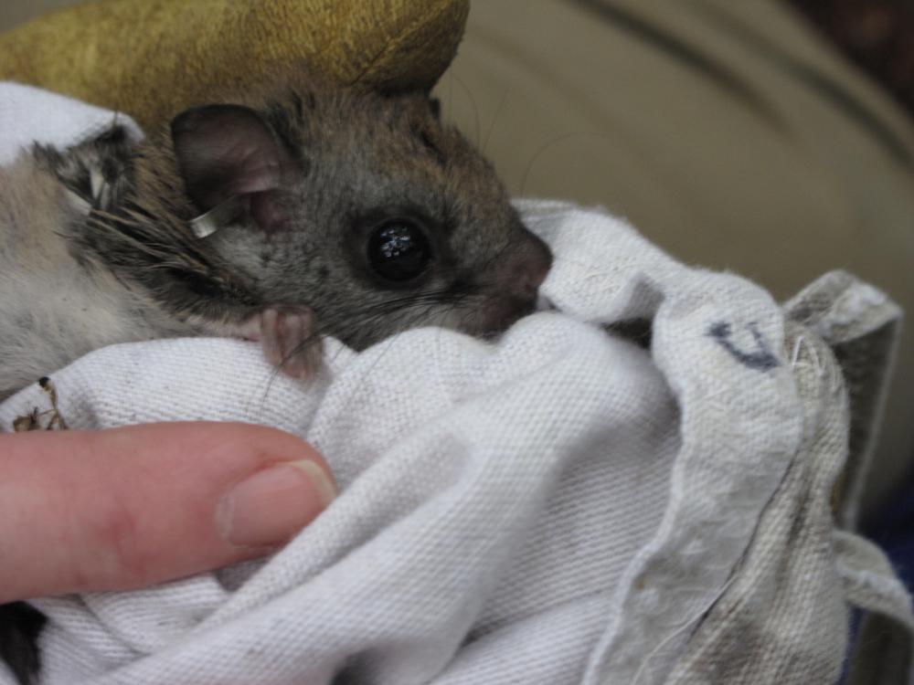 Small squirrel with metal tracking tag attached to its ear, nestled in a person's palm with a white handkerchief