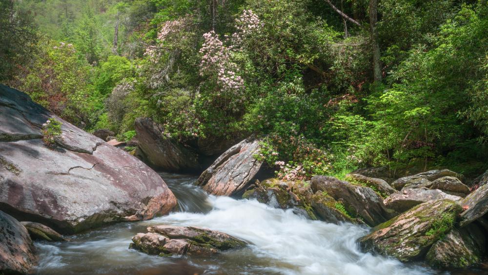 Nantahala National Forest, North Carolina.