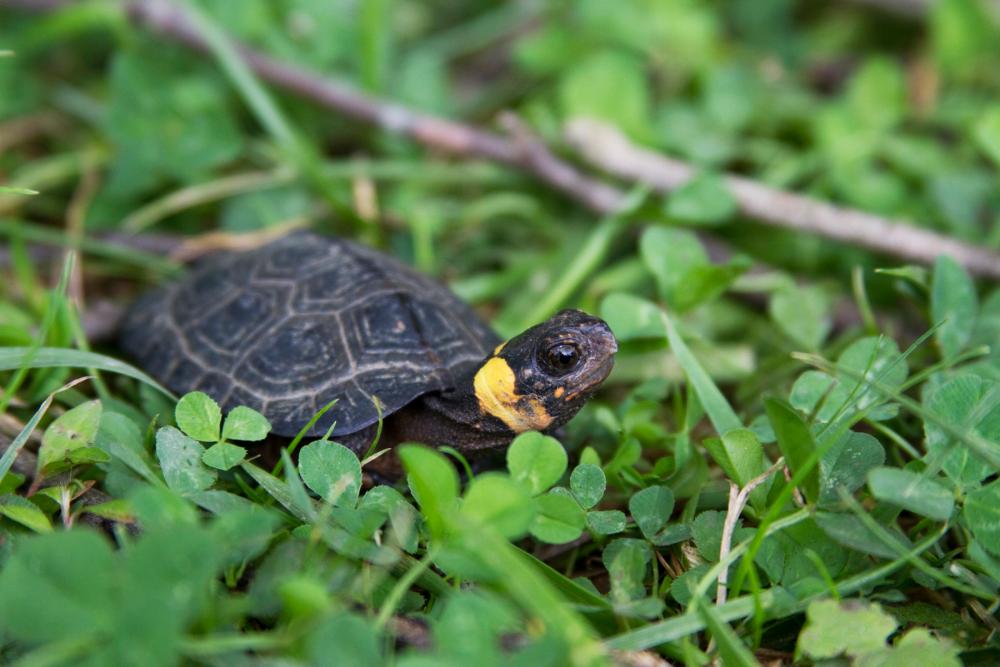 Small dark-colored turtle with orange ring encircling the rear of its head, sitting in a patch of green clover