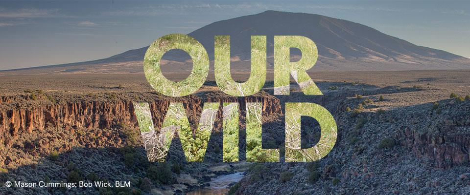 Our Wild New Mexico