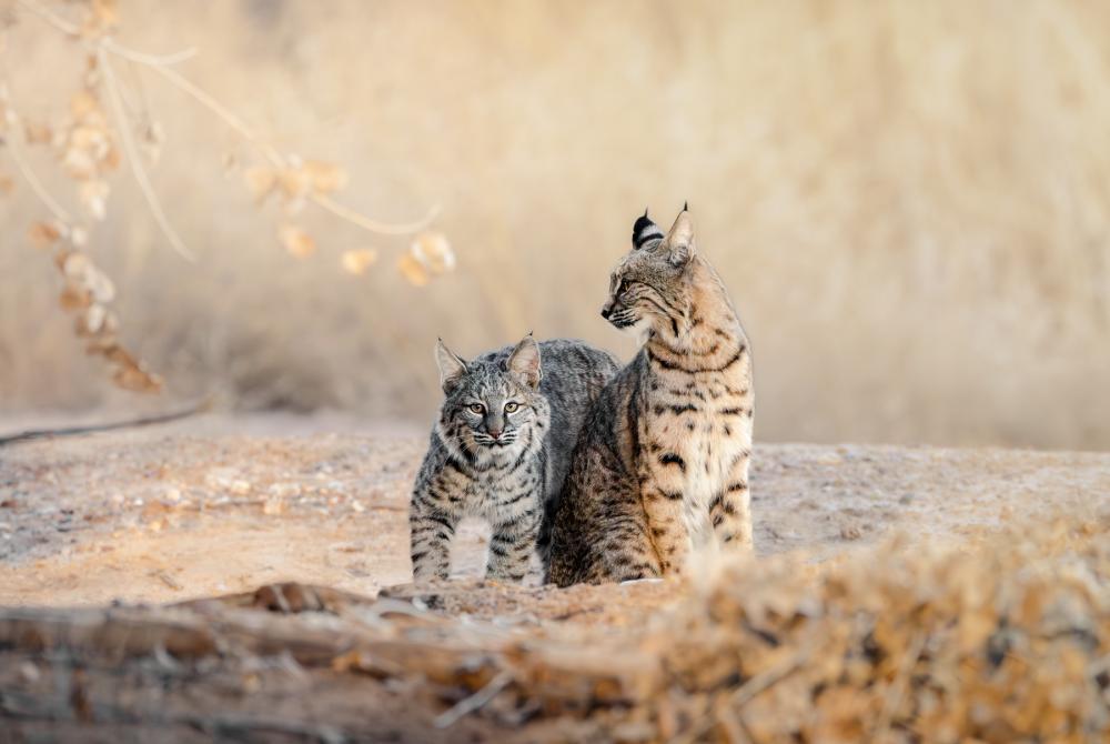 Bobcats on Bosque del Apache National Wildlife Refuge, New Mexico 