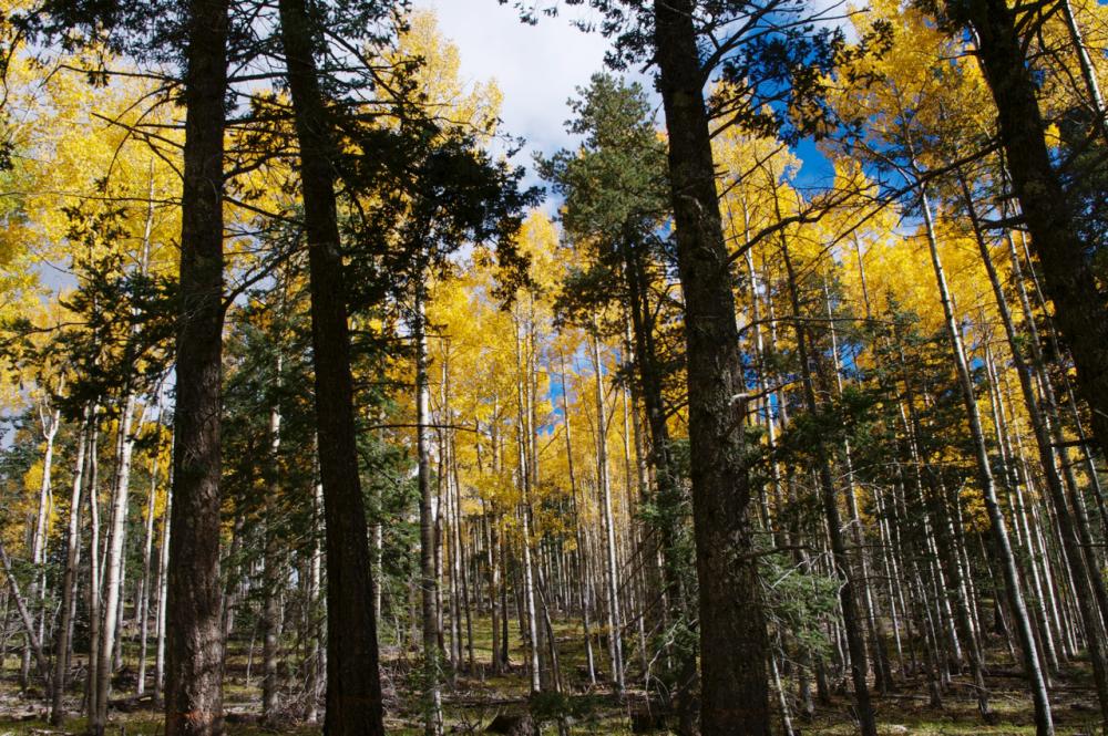 Fall in Lincoln National Forest, New Mexico Fall in Lincoln National Forest, New Mexico