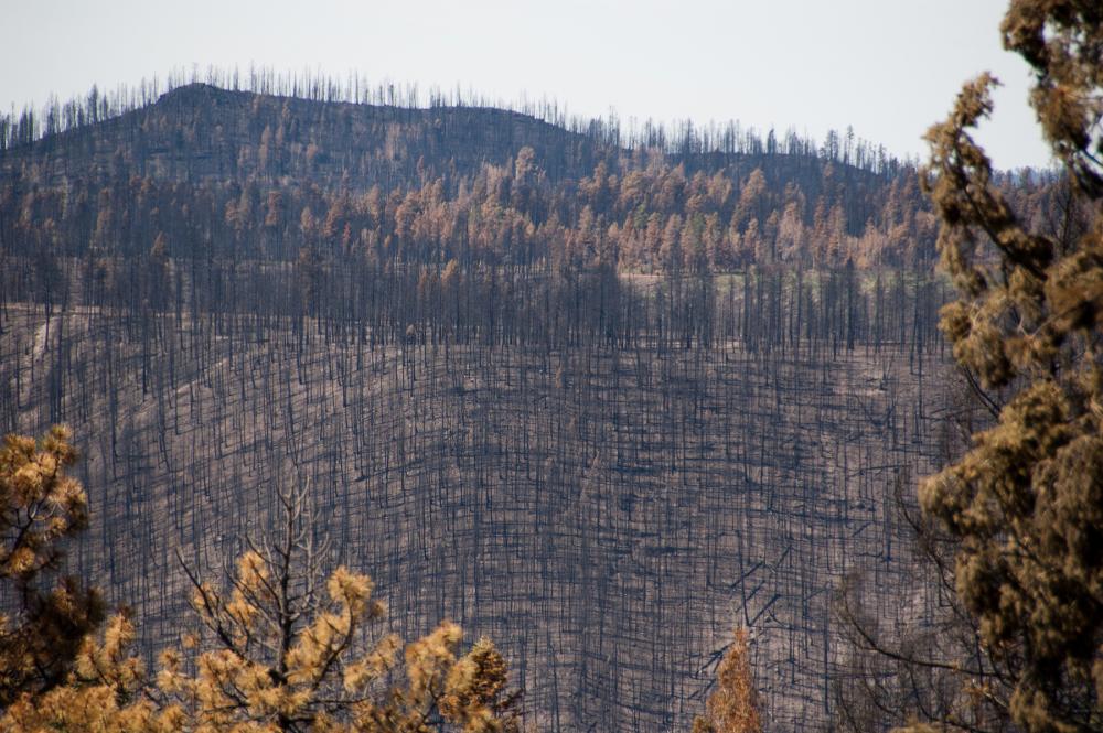 Hillside covered with blackened, limbless trees