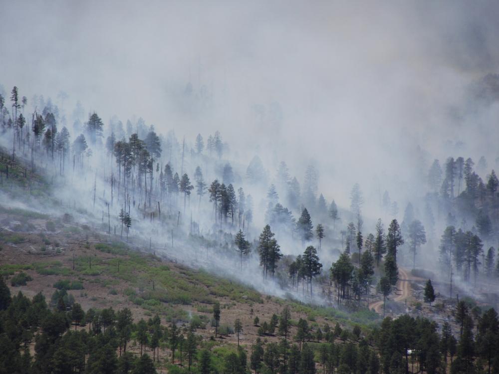 Trees on hillside parts obscured by rolling white-gray smoke 