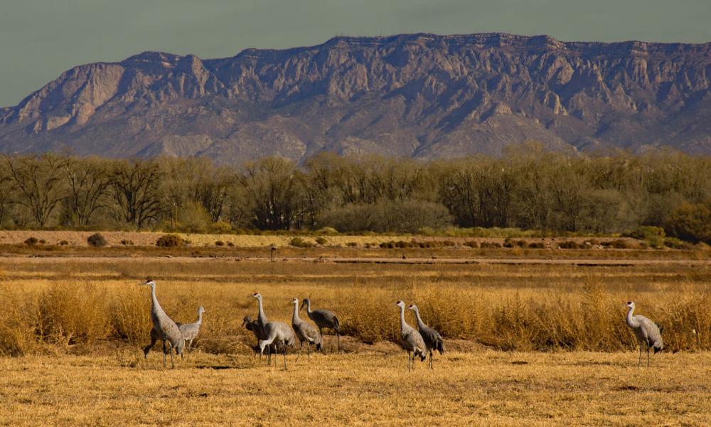 Sandhill cranes in Valle de Oro National Wildlife Refuge.