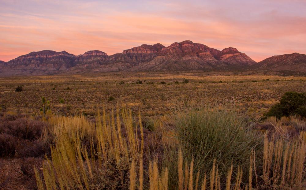 View of distant mountains at sunset in the Desert National Wildlife Refuge with desert grasses and plants in the foreground 
