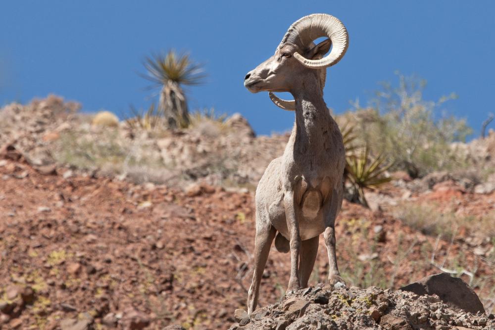 Nevada's Desert National Wildlife Refuge is the largest in the lower 48.
