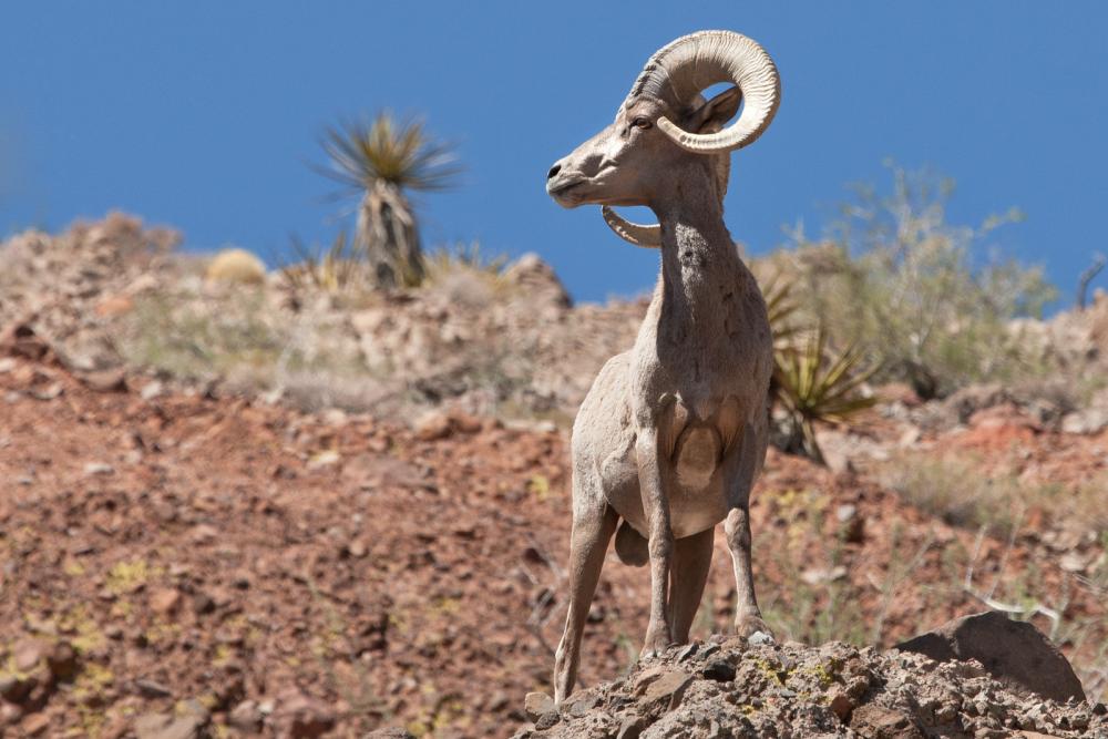 Nevada's Desert National Wildlife Refuge is the largest in the lower 48.