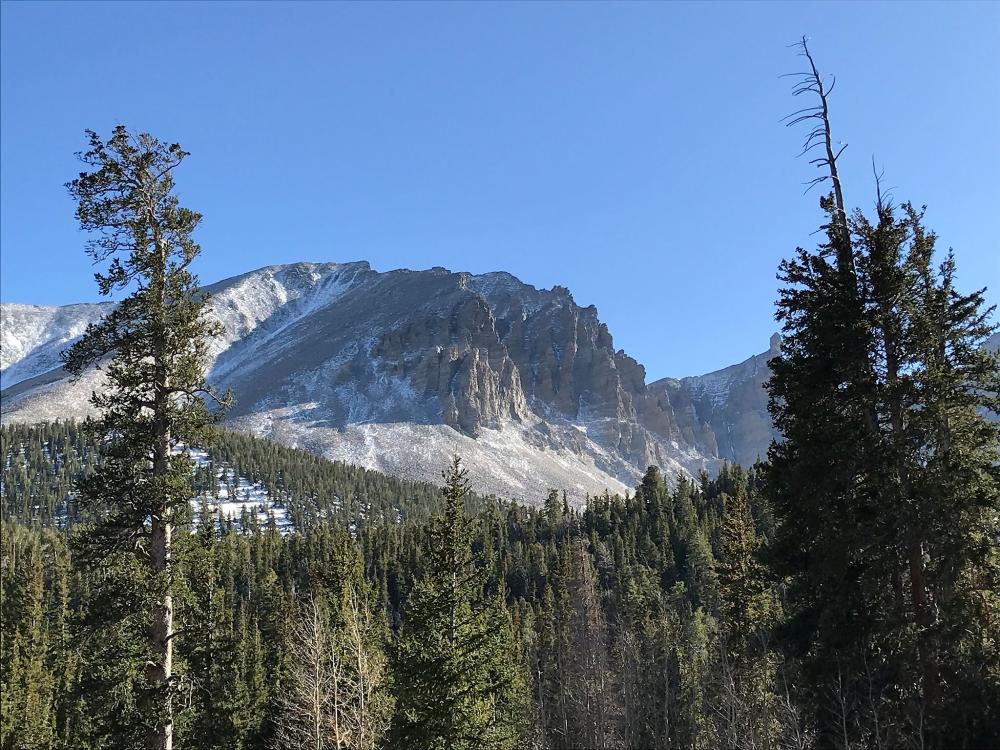 View of mountain with evergreens in the immediate foreground nd mid ground and cloudless blue sky in the background