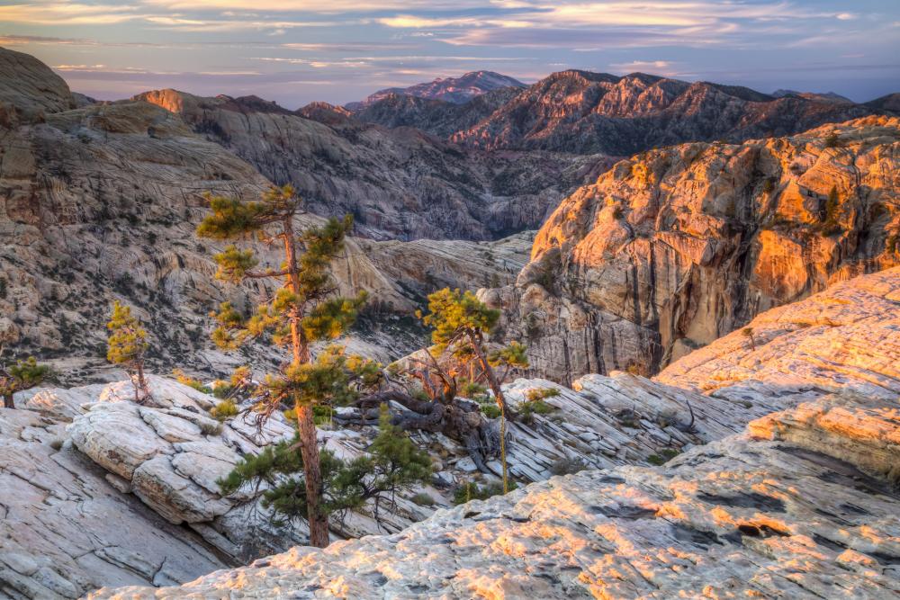 Trees in left foreground of partly sunlit rocky desert landscape, Red Rock Canyon National Conservation Area, Nevada 