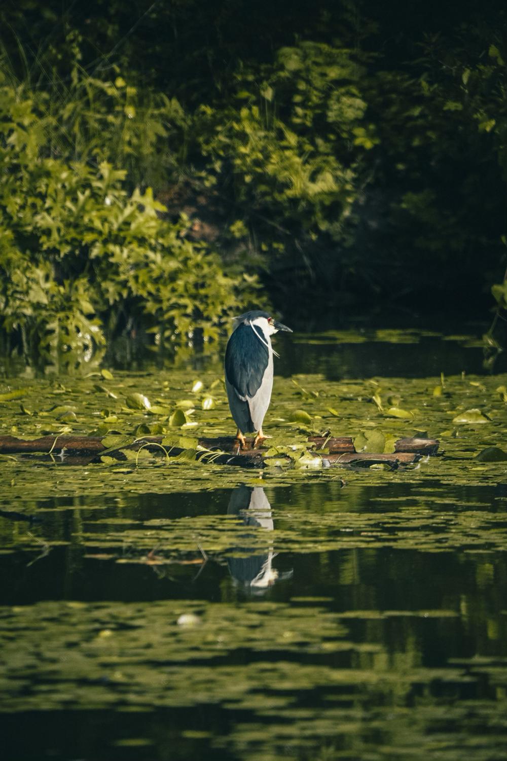 A black-crowned night-heron perches on a log in Prospect Park.