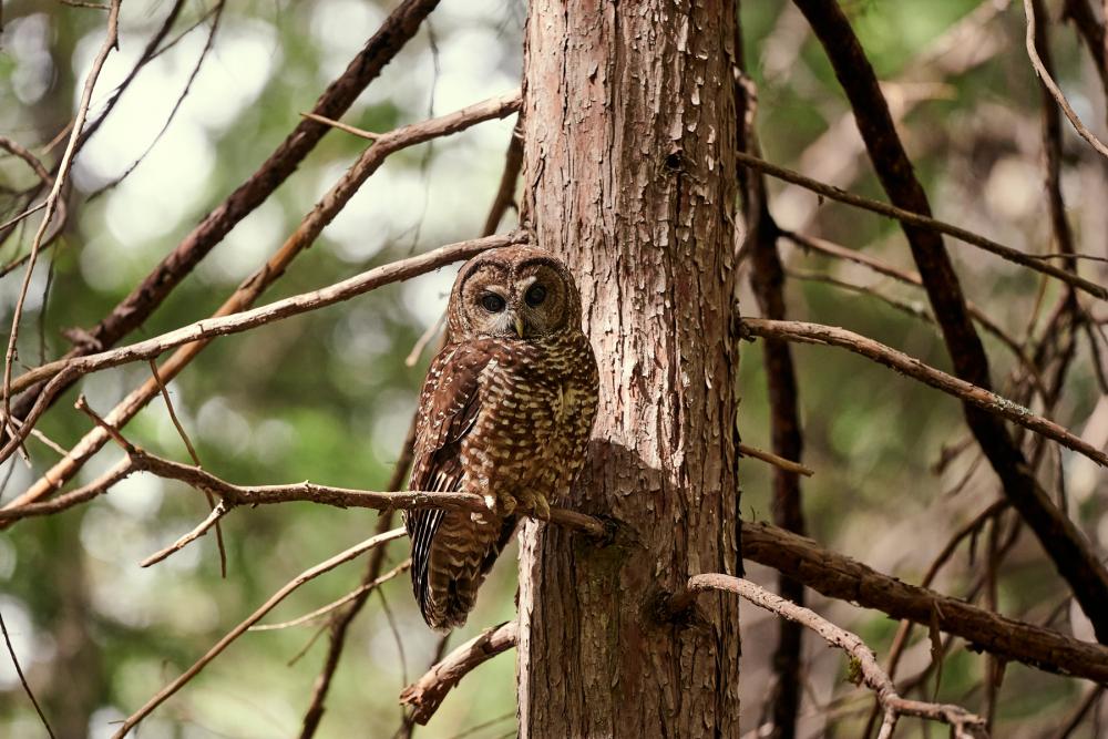 Brown owl with white markings perched on a tree in the forest