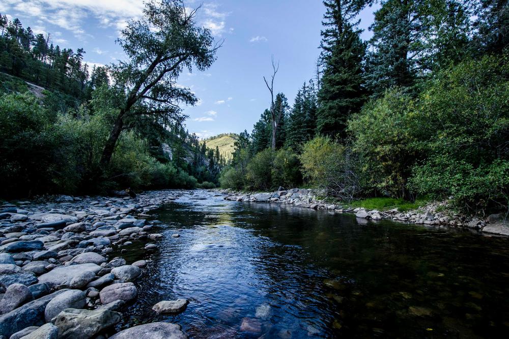 river through forest 