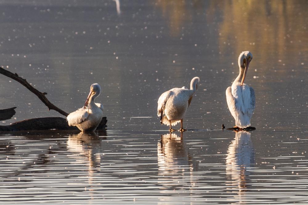 white pelicans on water