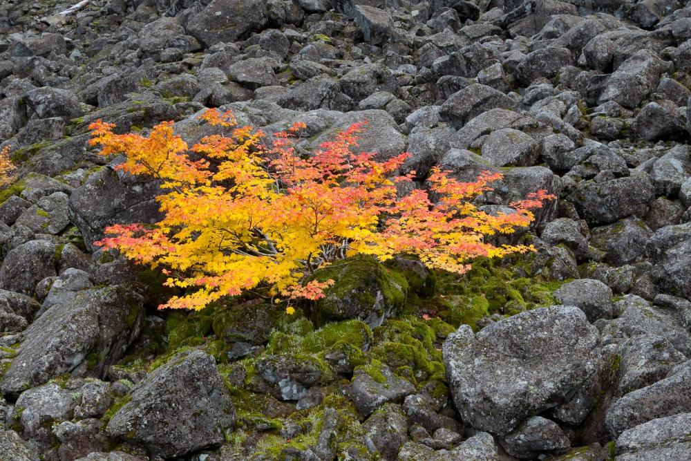 Autumn foliage in Table Rock Wilderness, Oregon.