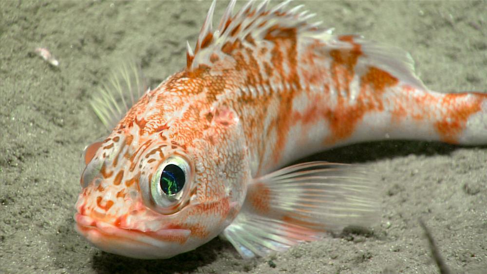 Scorpion fish in Northeast Canyons and Seamounts National Marine Monument