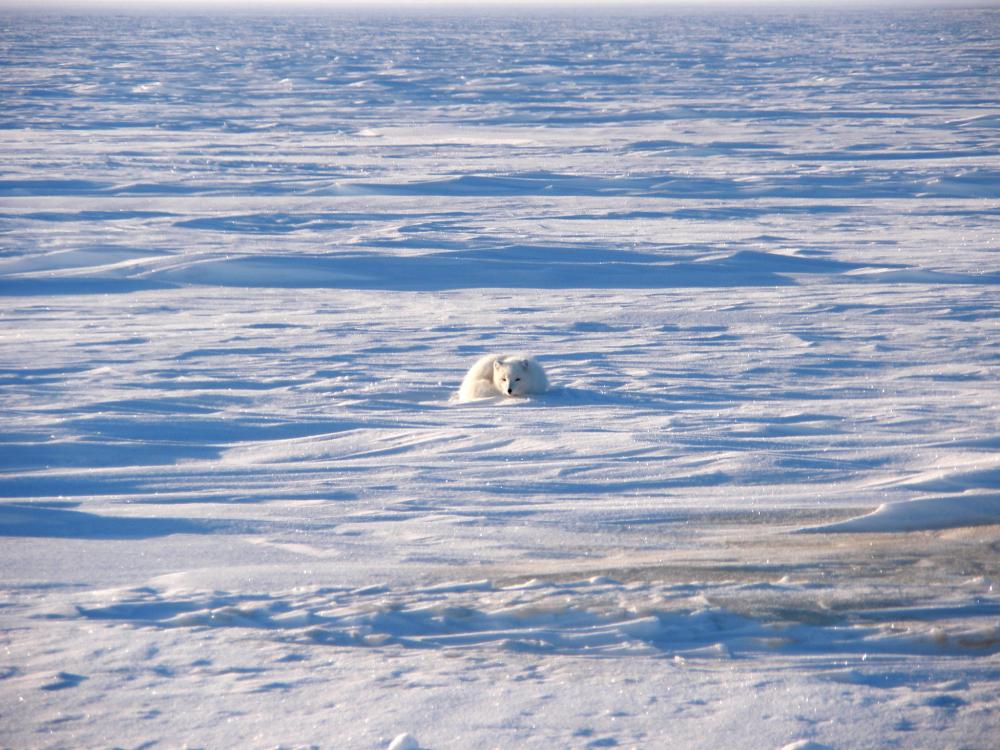 Arctic Fox in the Northeast NPR-A (also known as Western Arctic)