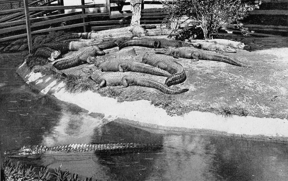 Arkansas Alligator Farm and Petting Zoo in 1924