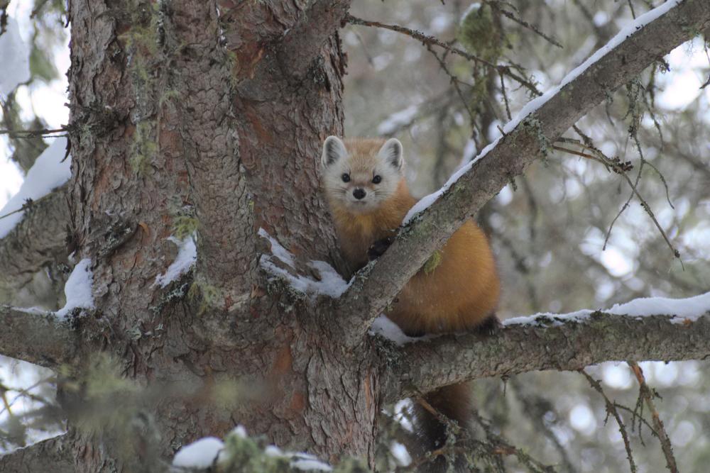 Small weasel-like creature with russet-colored fur poised between two snow-covered branches
