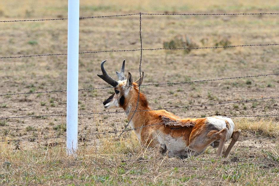 Pronghorn