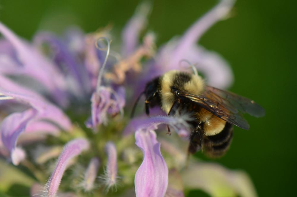 Bumble bee alighting on the petals of a purple flower