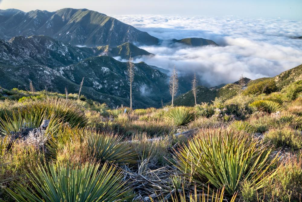 Clouds and grass surround the San Gabriel Mountains 