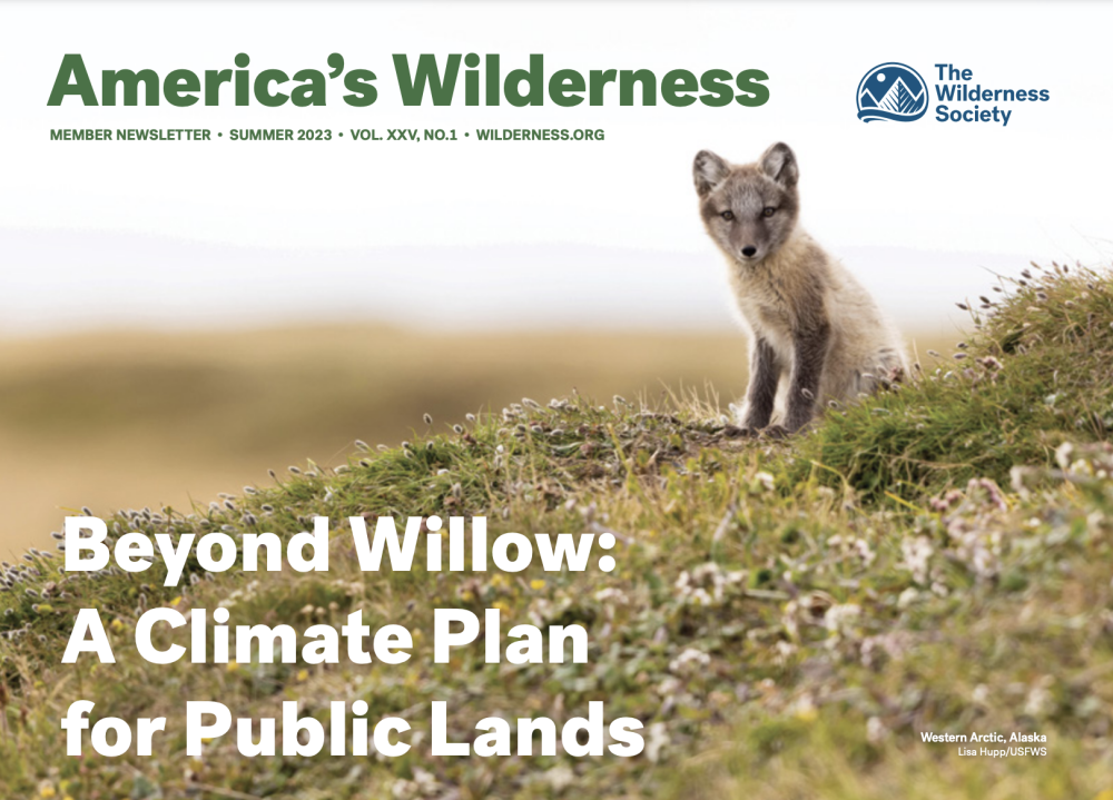 image of a fox looking at camera with text that reads: america's wilderness - beyond willow and climate plan for public lands