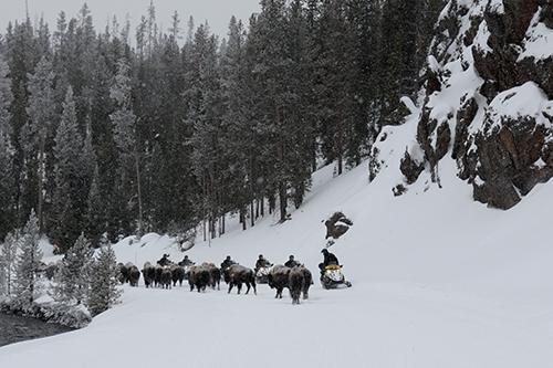 Snowmobilers passing a herd of bison in Yellowstone National Park.
