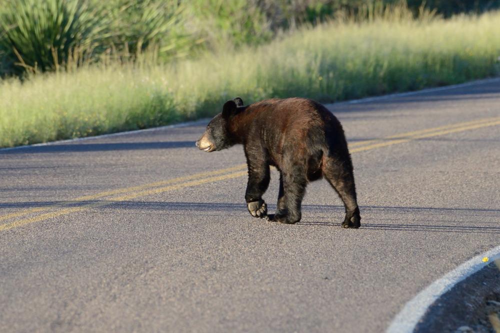 Black bear crossing road with tall grass visible on the other side