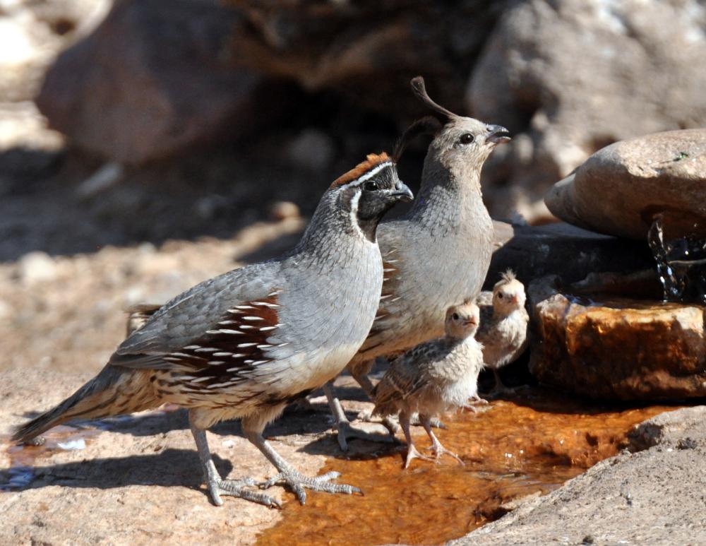 Male and female Gambel's quail stand with two young offspring in a shallow puddle in front of light-colored rocks