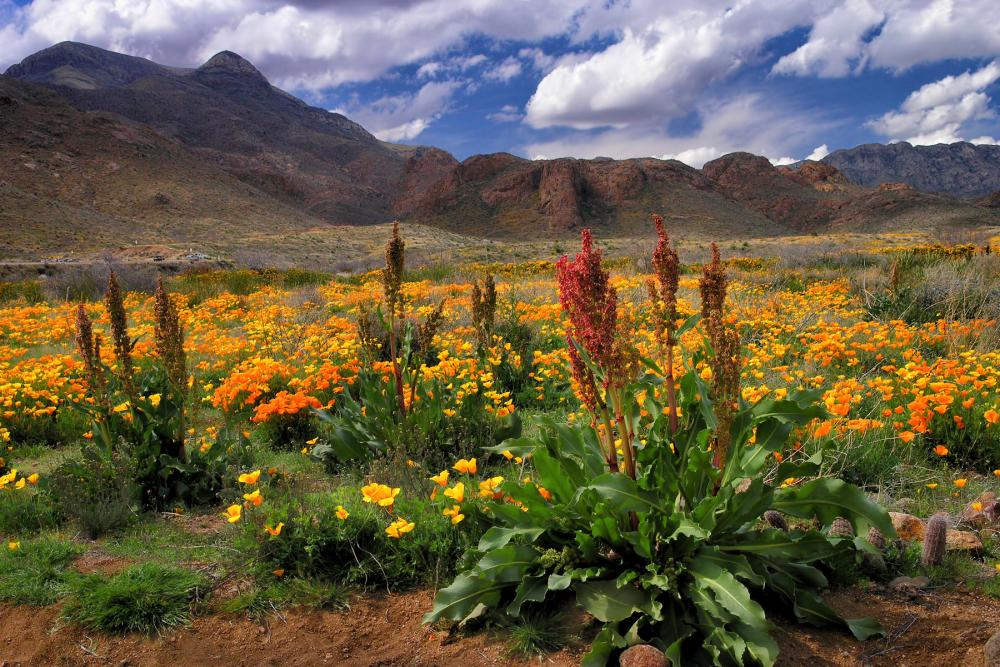 Mountainous desert landscape with brilliantly colored orange, yellow and red plants in the mid ground and foreground 