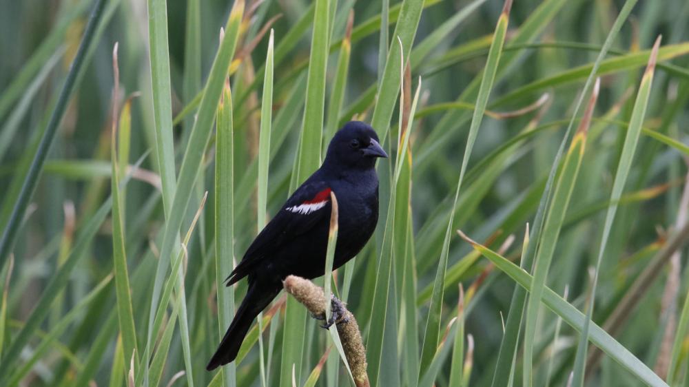 Black bird with red and white wing patches perched on a stalk of green grass, amid other green grass