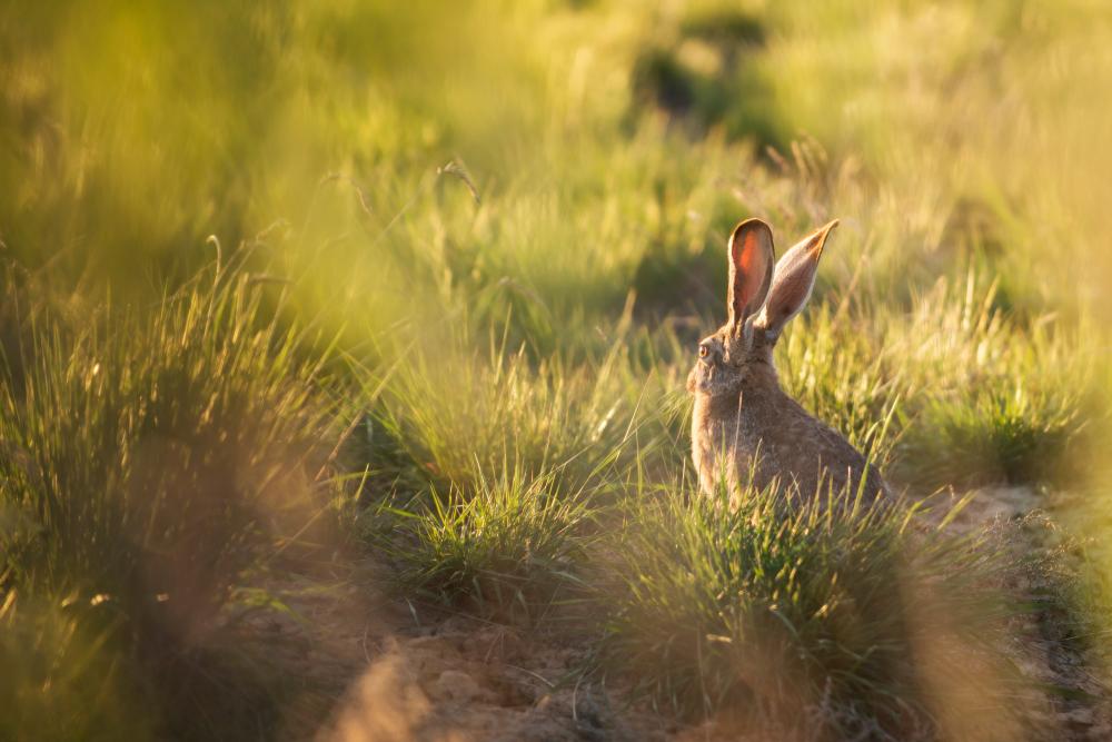 A rabbit in the grass at Grand Staircase-Escalante
