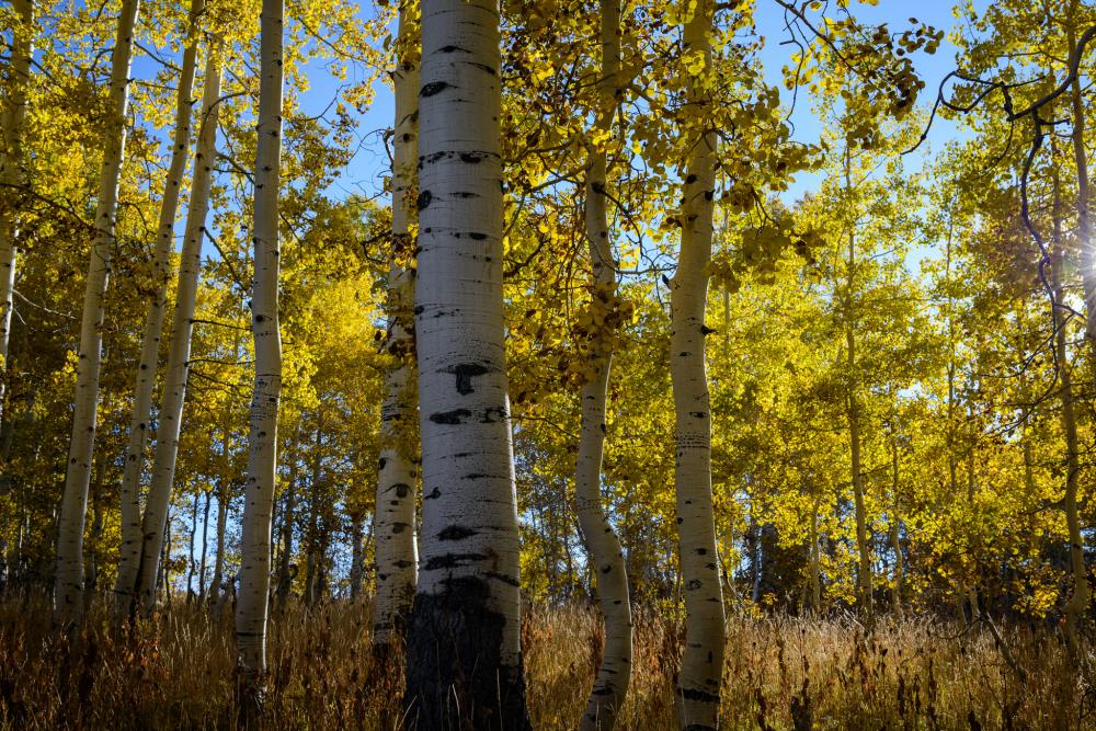 Aspens in Manti-La Sal National Forest, Utah