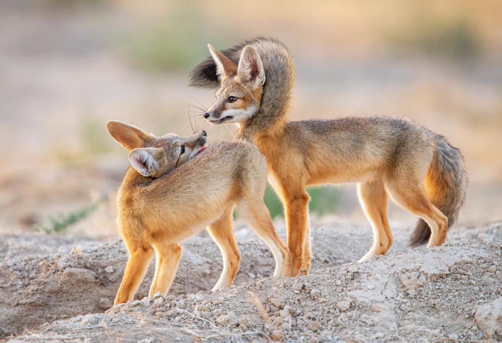 Kit foxes playing