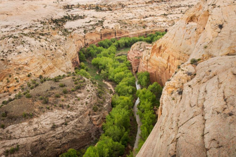 A riparian strip in the rocks
